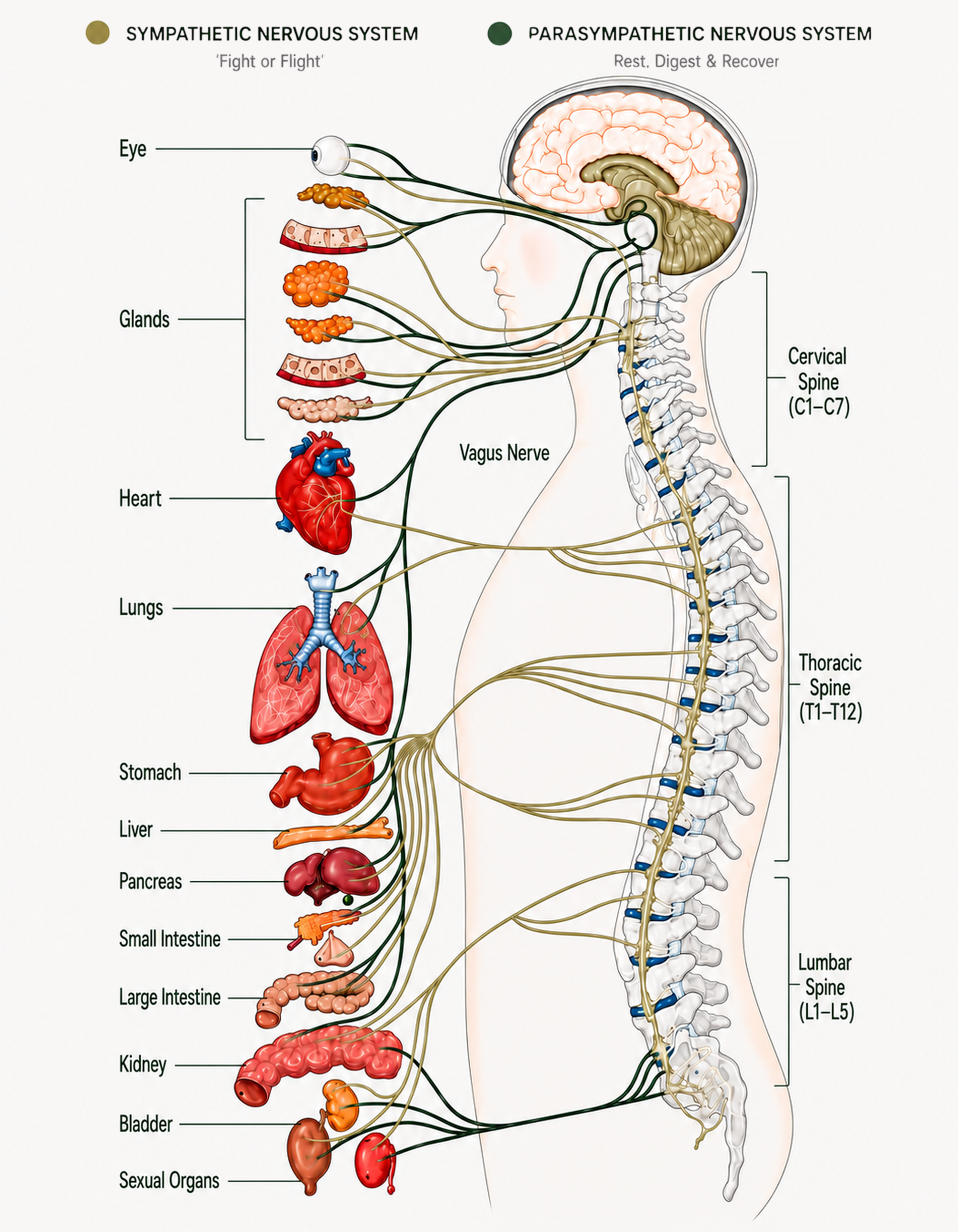 Autonomic nervous system chart showing sympathetic and parasympathetic pathways